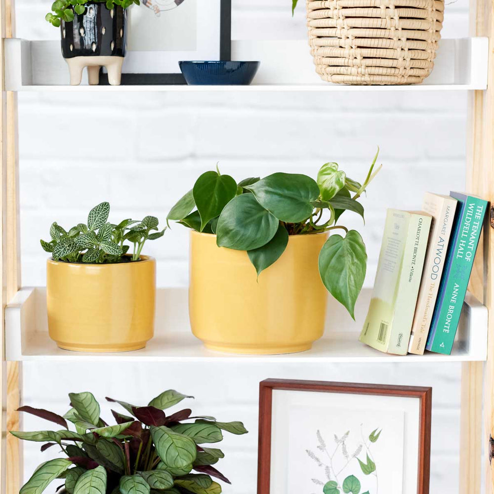 Migo Planter - Mustard Yellow - Shop Online!