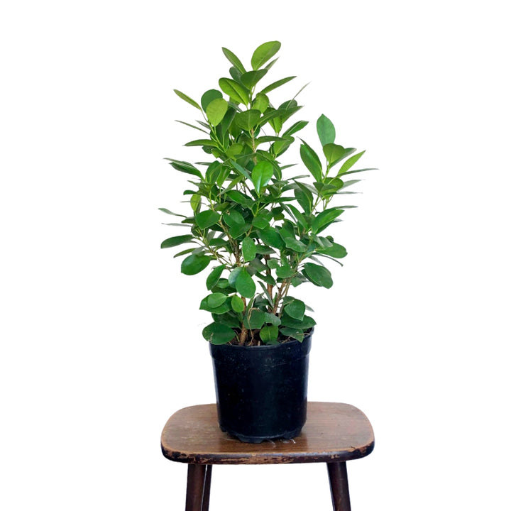 Ficus - Moclame - Shop Online!