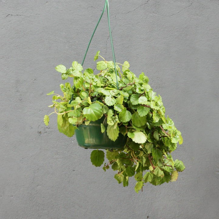 Creeping Charlie in Hanging Basket - Shop Online!