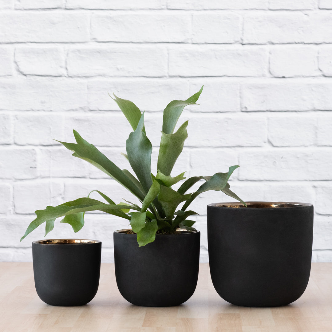 Moon Planter - Black Gold - Shop Online!
