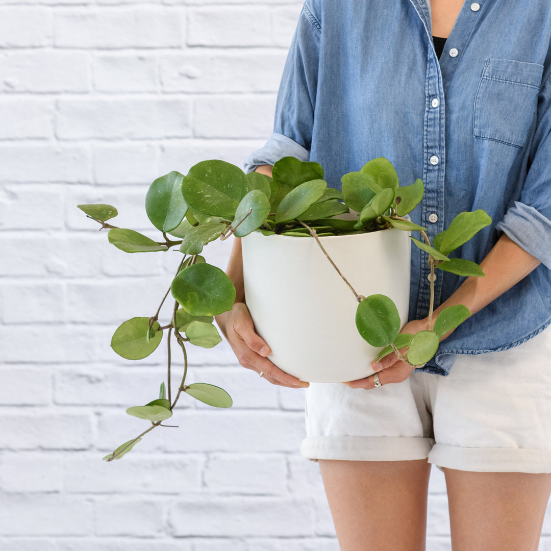 Hoya Obovata - Shop Online!