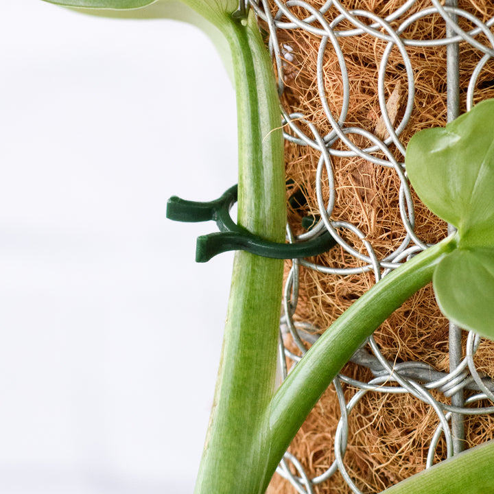 Moss Pole - Shop Online!