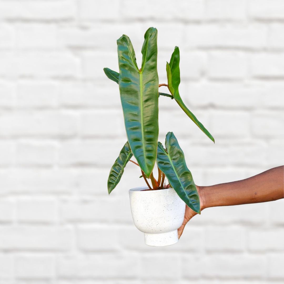 Philodendron Billietiae - Shop Online!