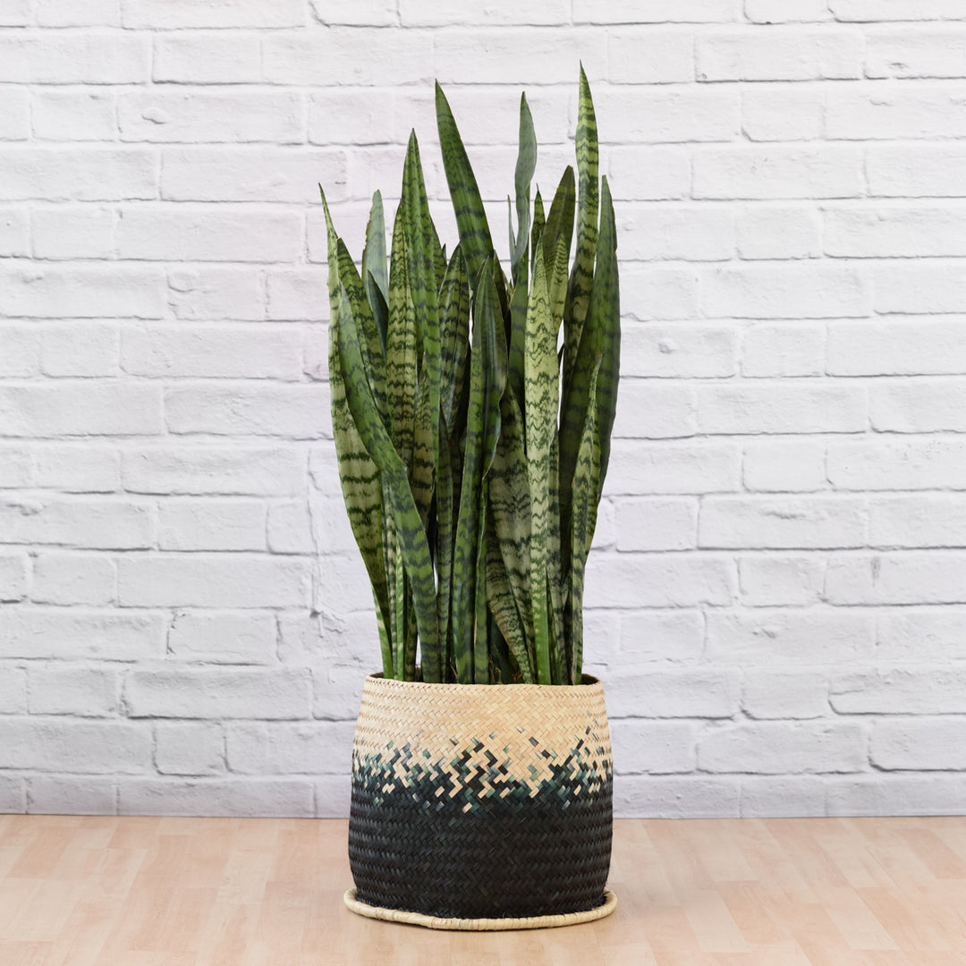 Mother in Law's Tongue - EXTRA LARGE - Shop Online!