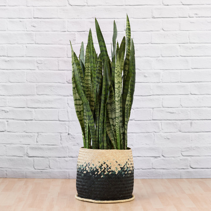 Mother in Law's Tongue - EXTRA LARGE - Shop Online!