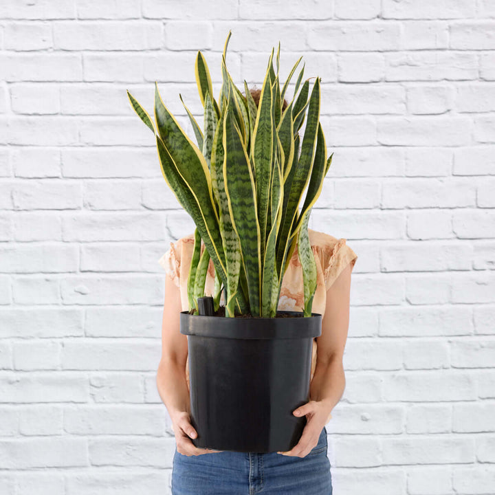 Mother in Law's Tongue - Golden Future - EXTRA LARGE - Shop Online!