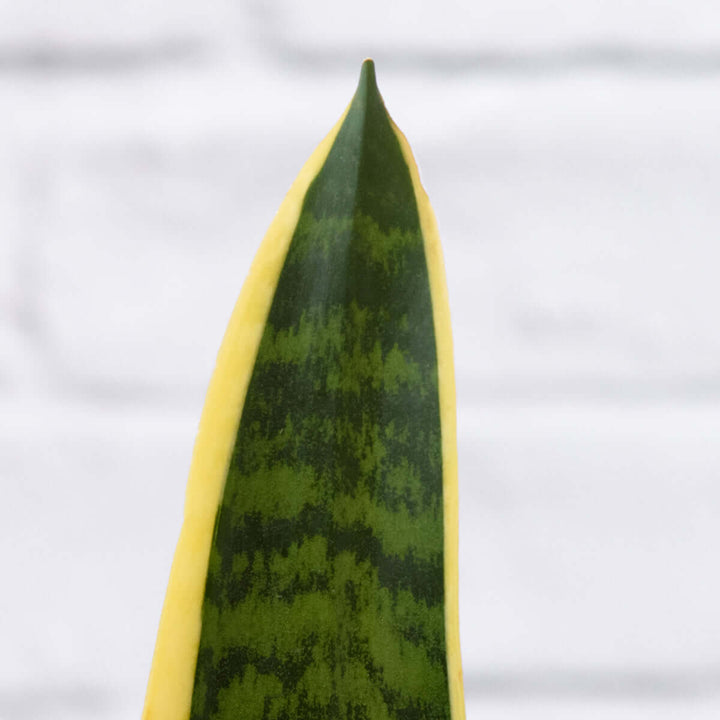 Mother in Law's Tongue - Golden Future - EXTRA LARGE - Shop Online!