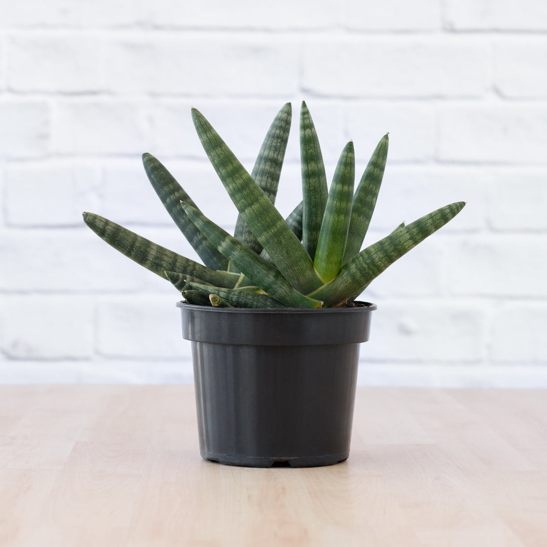 Mother in Law's Tongue - Starfish - Shop Online!