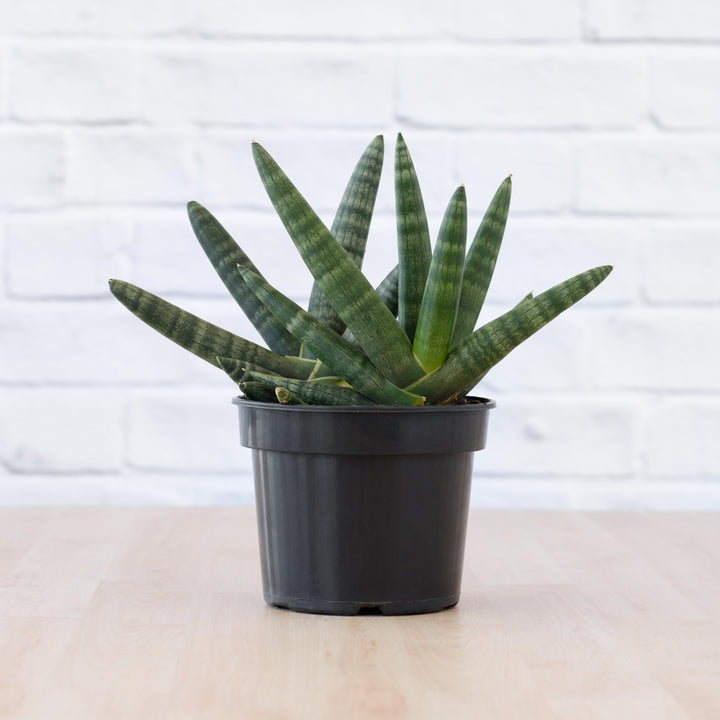 Mother in Law's Tongue - Starfish - Shop Online!