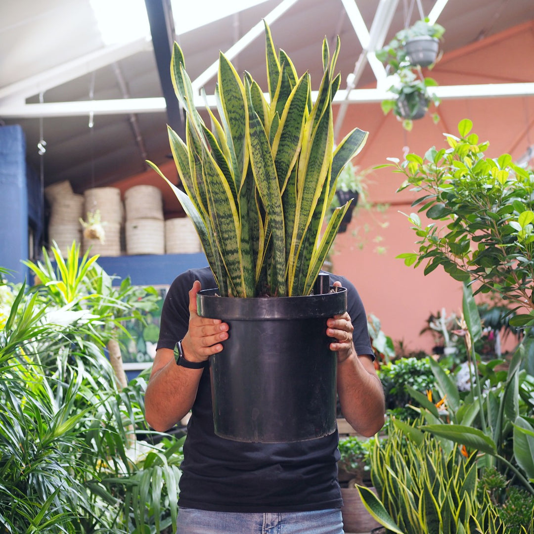 Mother in Law's Tongue - EXTRA LARGE - Shop Online!