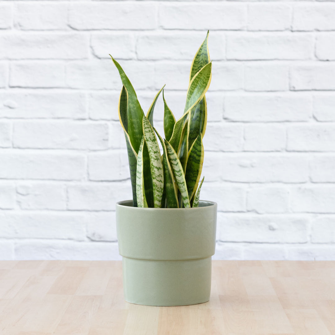 Mother in Law's Tongue - LARGE - Shop Online!