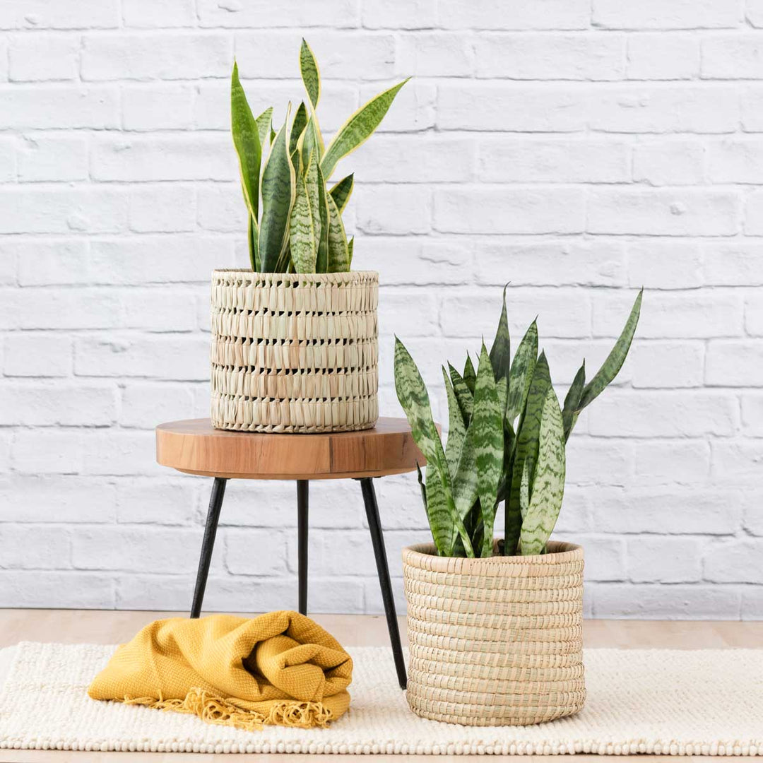 Mother in Law's Tongue - LARGE - Shop Online!