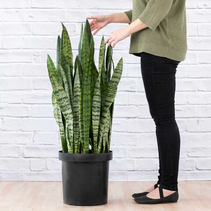 Mother in Law's Tongue - EXTRA LARGE - Shop Online!