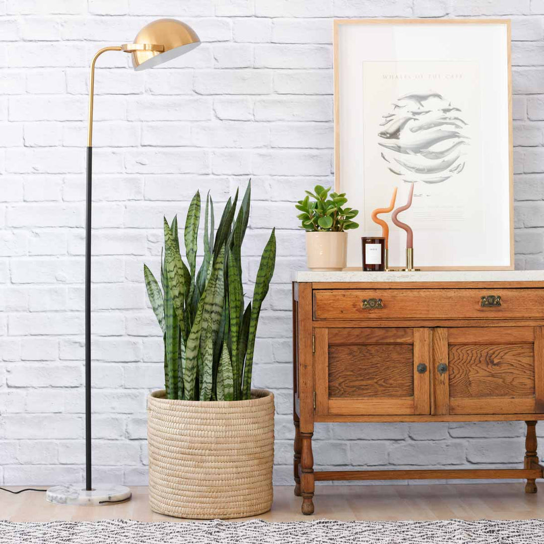 Mother in Law's Tongue - EXTRA LARGE - Shop Online!