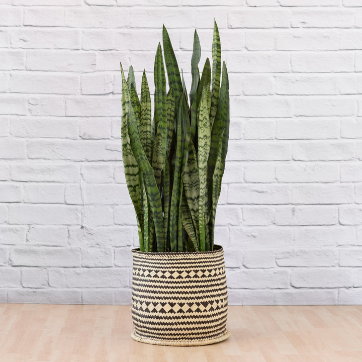 Mother in Law's Tongue - EXTRA LARGE - Shop Online!