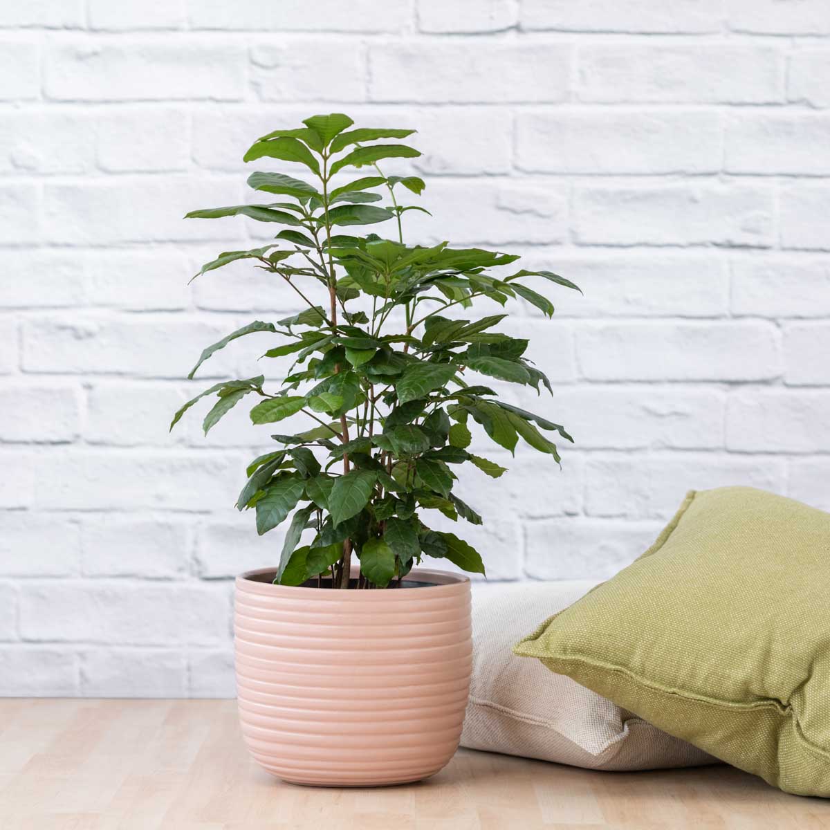 indoor mahogany plant Natal Mahogany