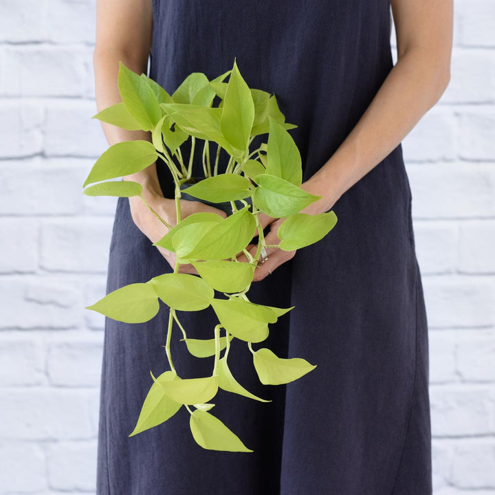 Pothos - Neon - Shop Online!