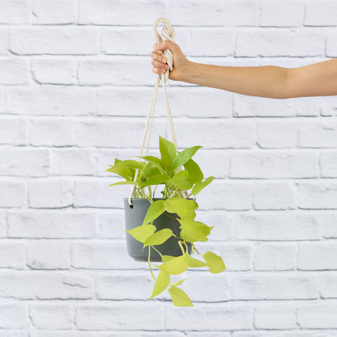 Pothos - Neon - Shop Online!