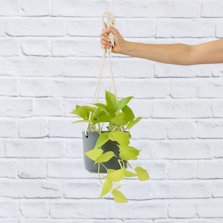 Pothos - Neon - Shop Online!