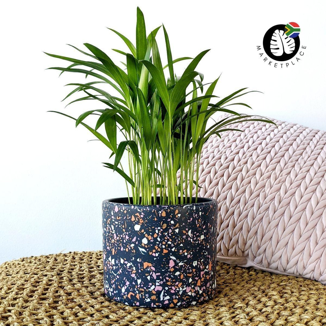 Terrazzo Pot - Luna - Shop Online!