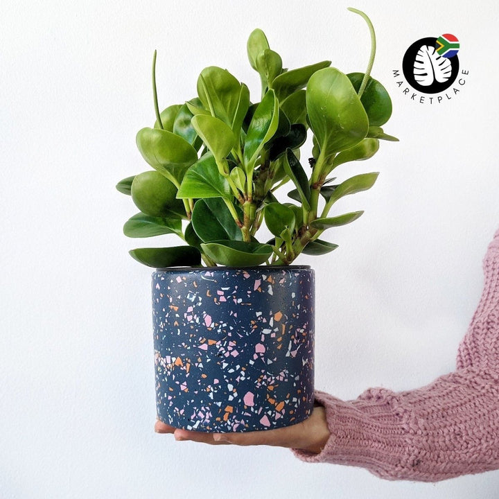 Terrazzo Pot - Luna - Shop Online!