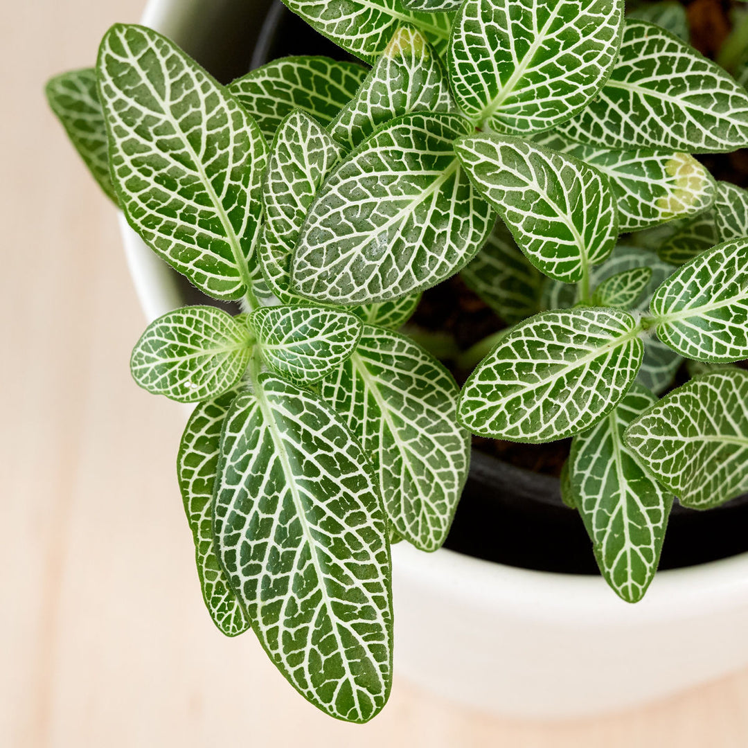 Nerve Plant - Green - Shop Online!