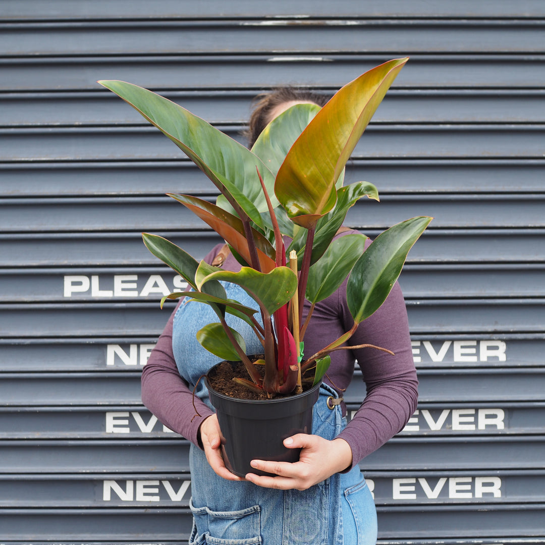 Philodendron - Congo Rojo - Shop Online!