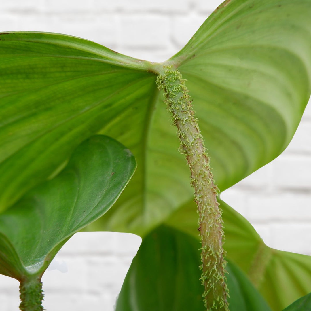 Philodendron - Fuzzy Petiole - Shop Online!