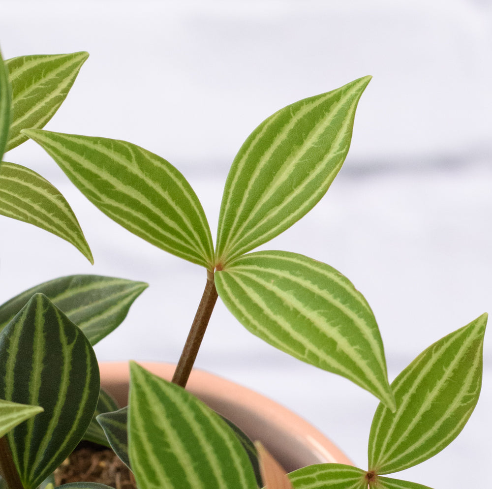 Parallel Peperomia - Shop Online!