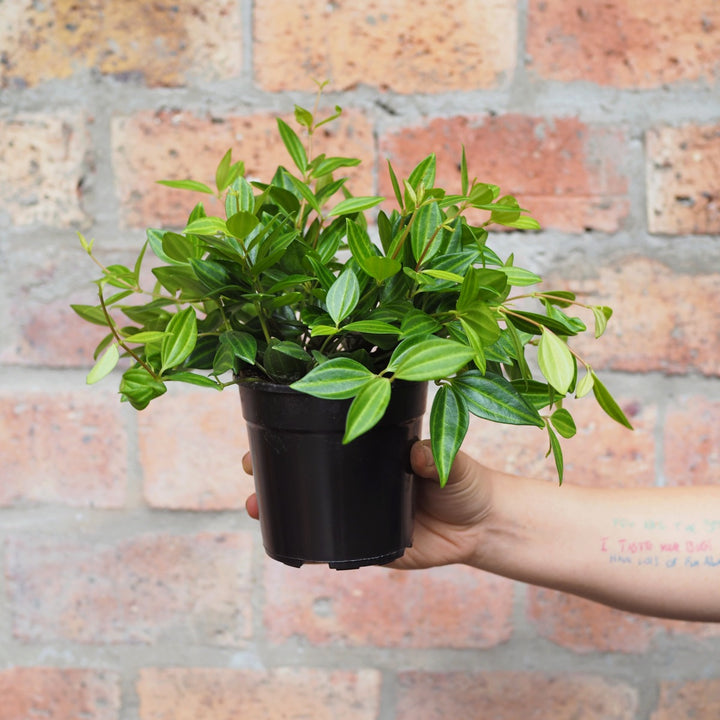 Beetle Peperomia - Shop Online!
