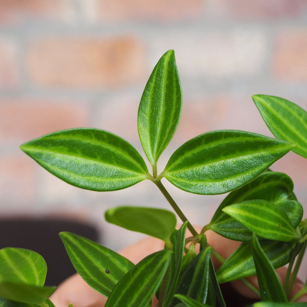 Beetle Peperomia - Shop Online!