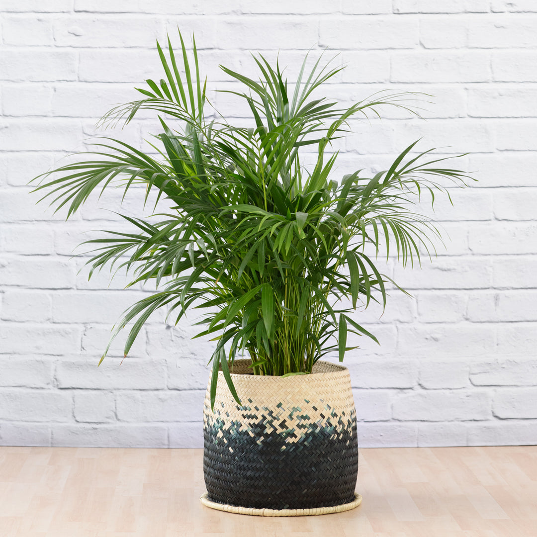 Parlor Palm - Large - Shop Online!