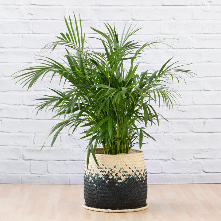 Parlor Palm - Large - Shop Online!