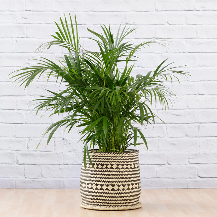 Parlor Palm - Large - Shop Online!