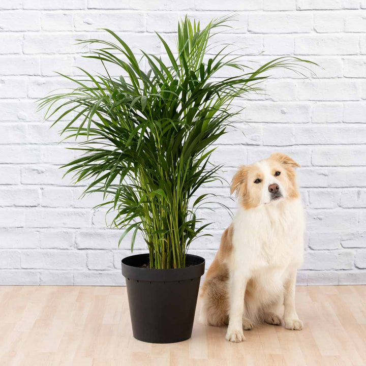 Parlor Palm - Large - Shop Online!