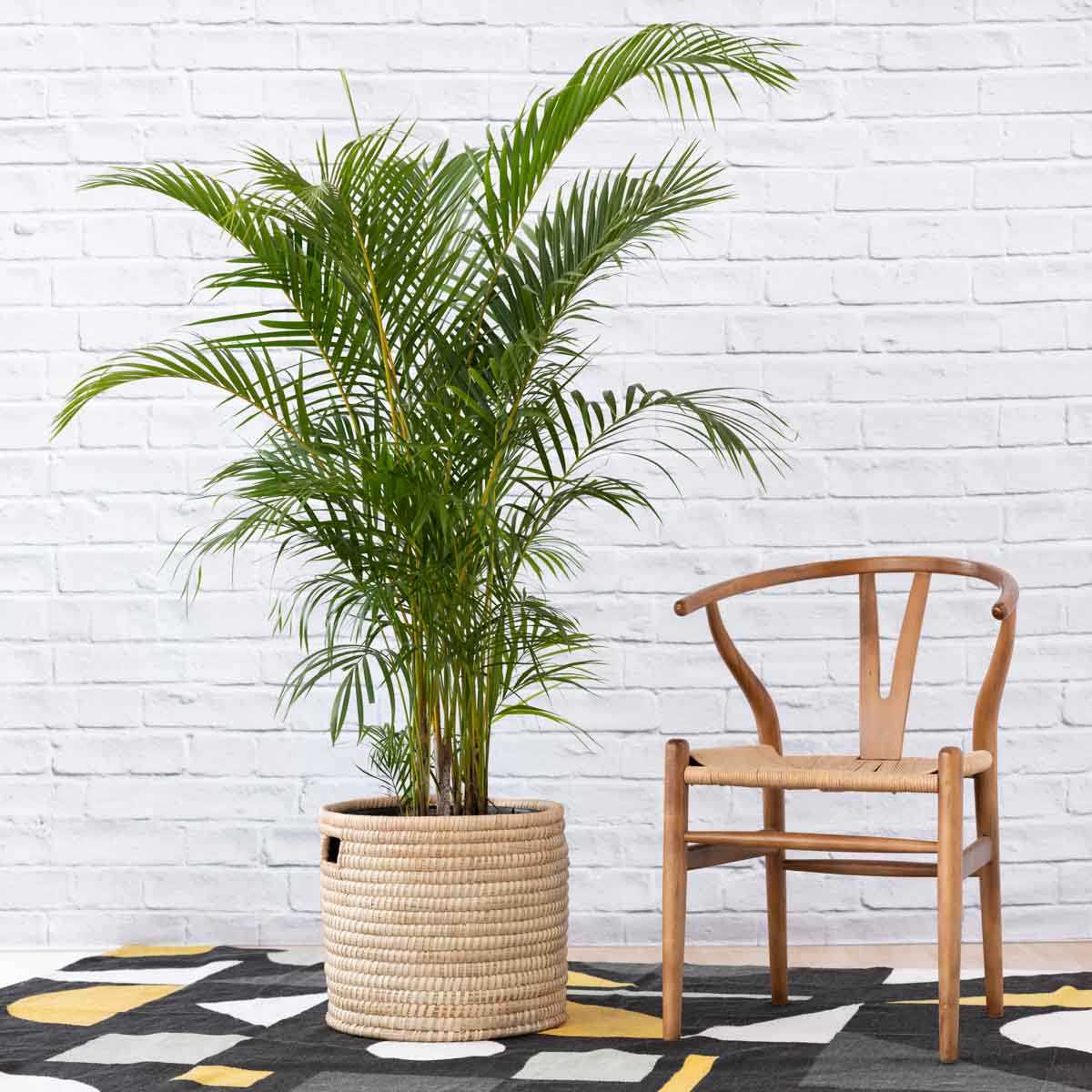 areca palm for sale south africa Parlor Palm - Extra Large