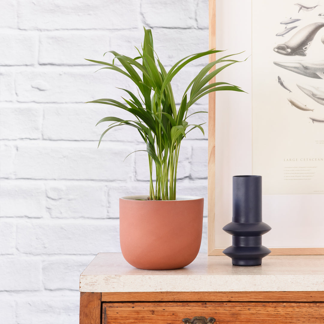 Parlor Palm - Shop Online!