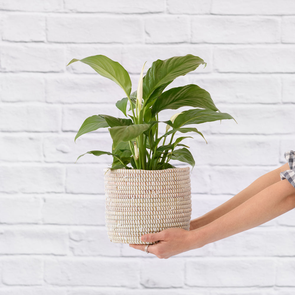 Peace Lily - Shop Online!