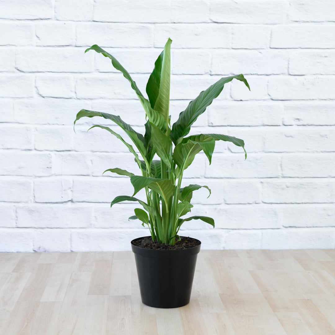 Peace Lily - Sebastian - Shop Online!