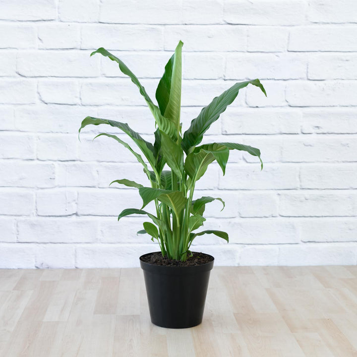 Peace Lily - Sebastian - Shop Online!