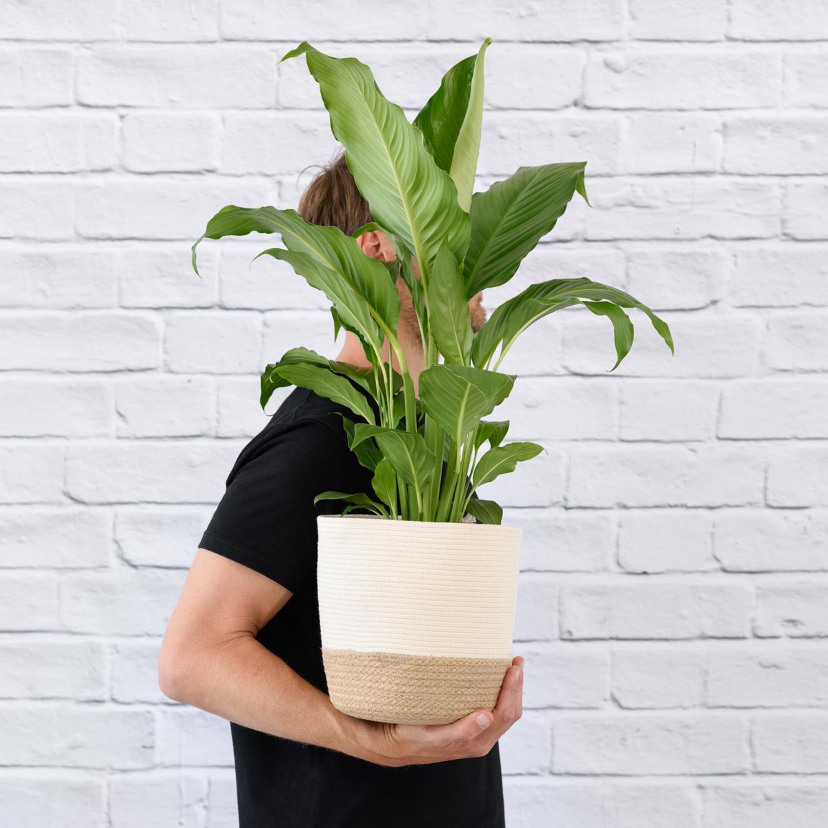 peace lily sebastiano Peace Lily - Sebastian