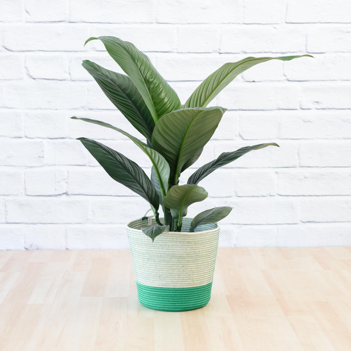 sensation plant indoor Peace Lily - Sensation