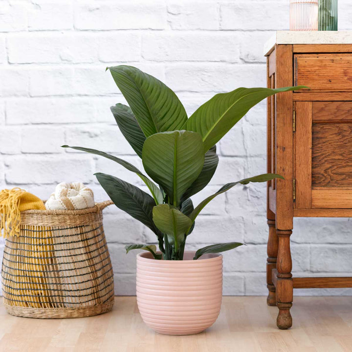 Peace Lily - Sensation - Shop Online!