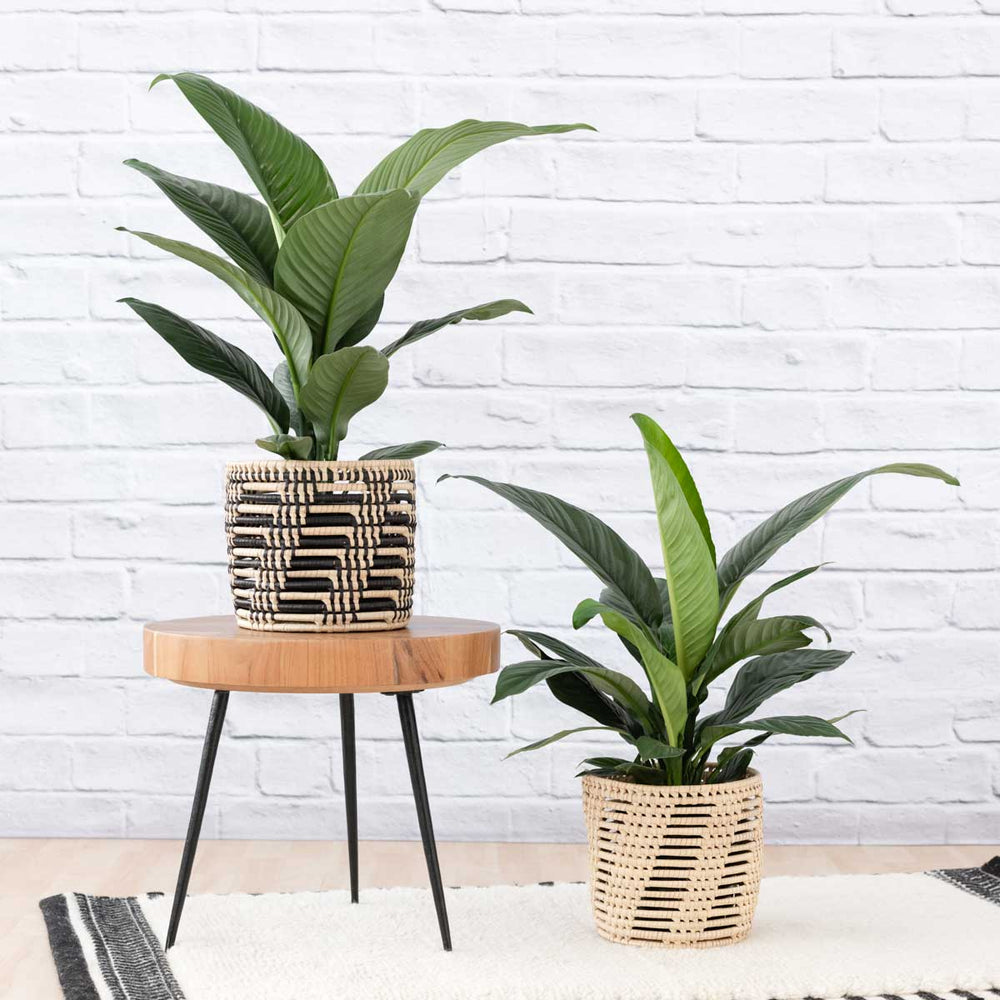 Peace Lily - Sensation - Shop Online!