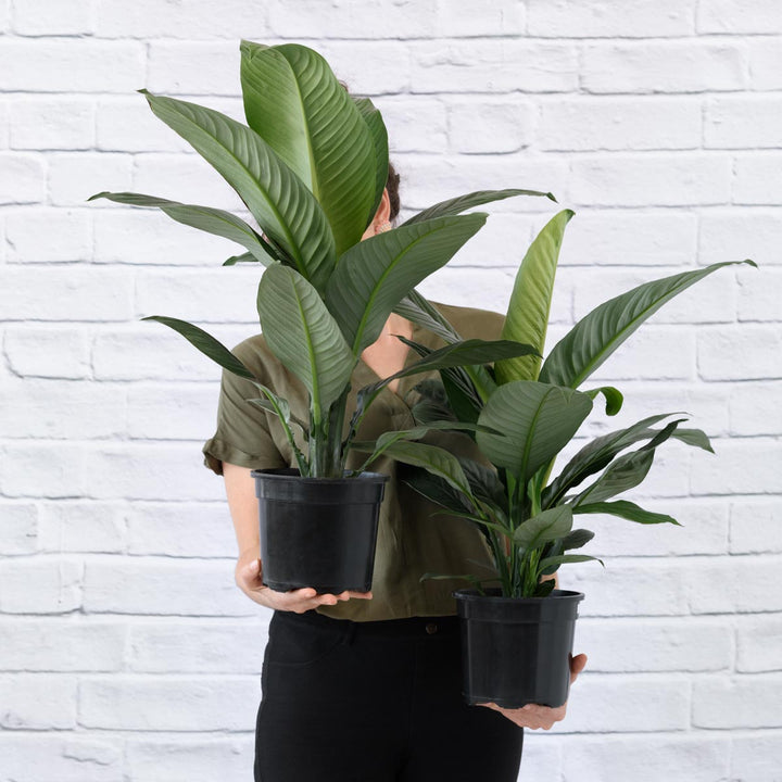 Peace Lily - Sensation - Shop Online!