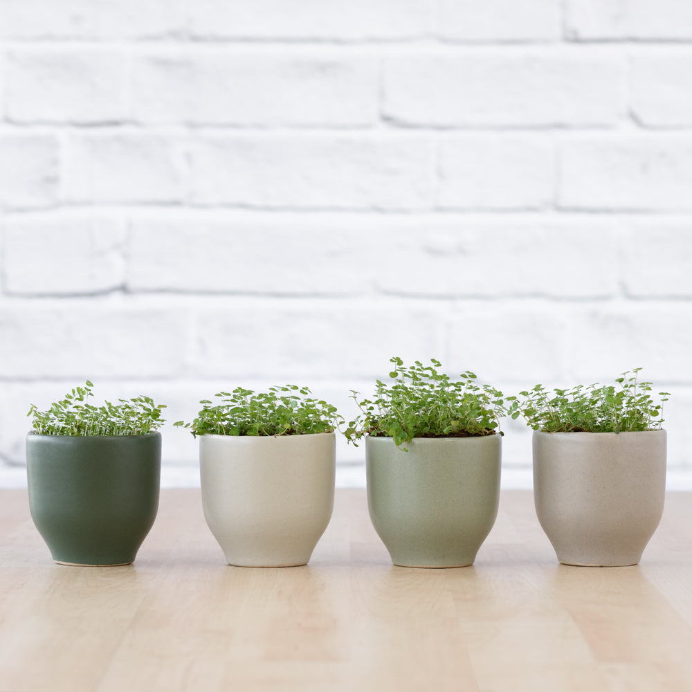 Peace in the Home - Shop Online!