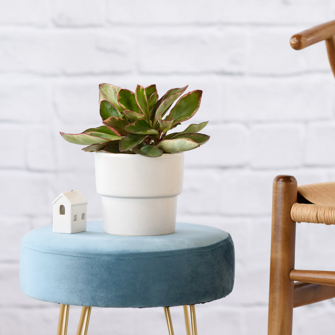 Baby Rubber Plant - Variegated Red Edge - Shop Online!