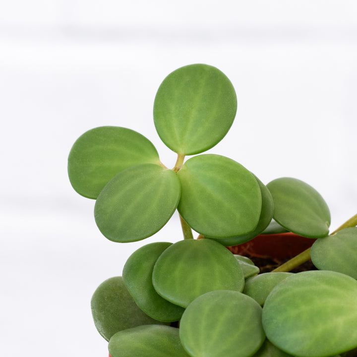 Peperomia - Tetraphylla Hope - Shop Online!