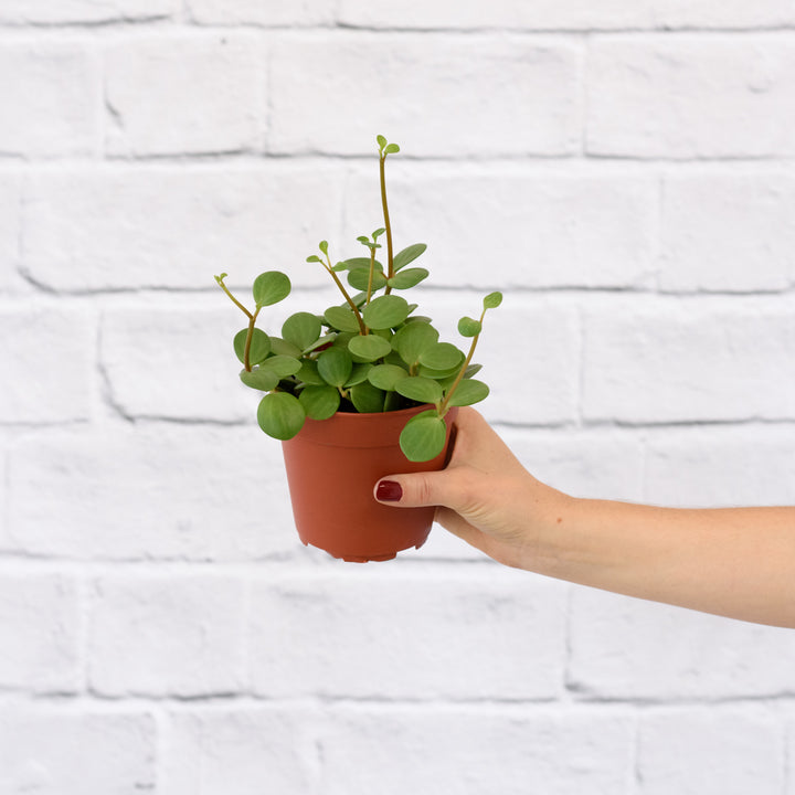 Peperomia - Tetraphylla Hope - Shop Online!