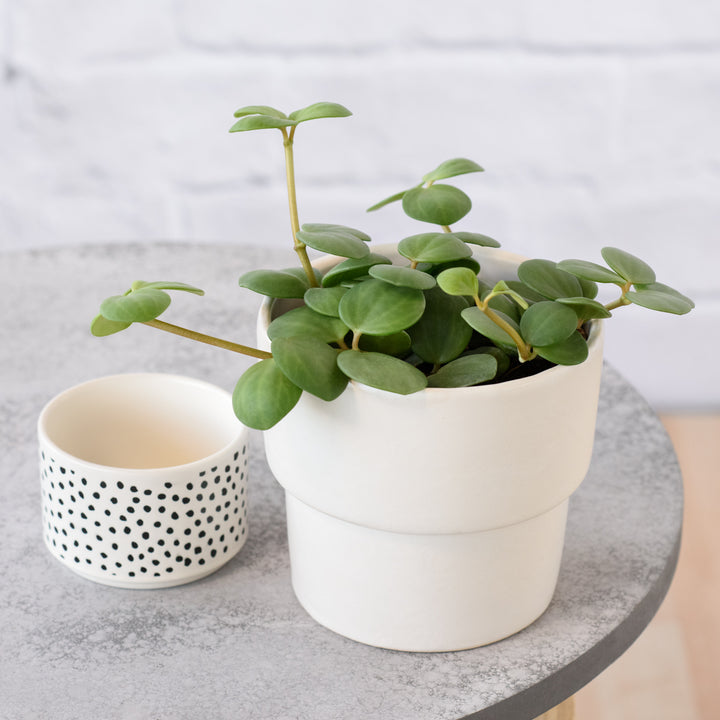 Peperomia - Tetraphylla Hope - Shop Online!